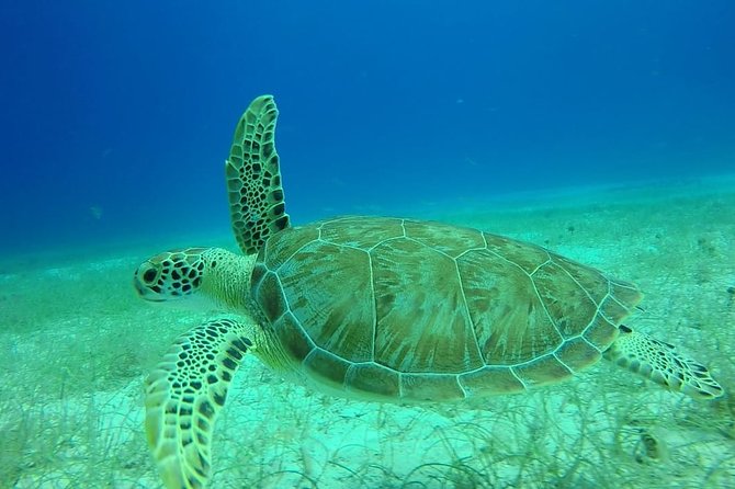 Scuba Diving at Catalina Island - 2 tank - for Certified Divers - Price and value: what $189.99 buys you