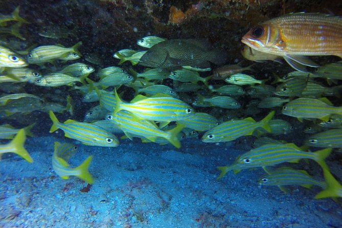 Scuba Diving at Catalina Island - 2 tank - for Certified Divers - Small group + PADI instructor leadership: where the comfort comes from