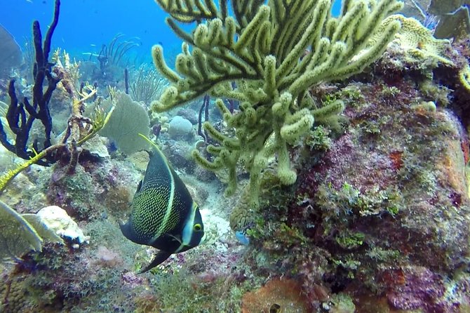 Scuba Diving at Catalina Island - 2 tank - for Certified Divers - If weather or local rules change: what plan B looks like