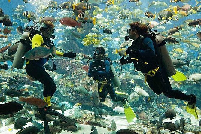 Scuba Diving at Jumeirah Dubai with Private Transfers - Key Highlights You’ll Actually Care About