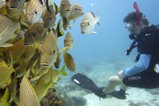 Scuba diving at MUSA the underwater museum for certified divers - Your Guide and Small-Group Attention (Why It Changes Everything)