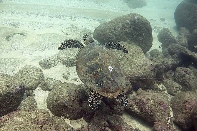 Scuba Diving at Unawatuna - Meeting on Yaddehimulla Road: Easy Start, Not Complicated