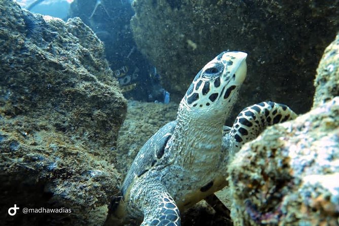 Scuba Diving at Unawatuna - What the 4-Hour Timing Feels Like in Real Life