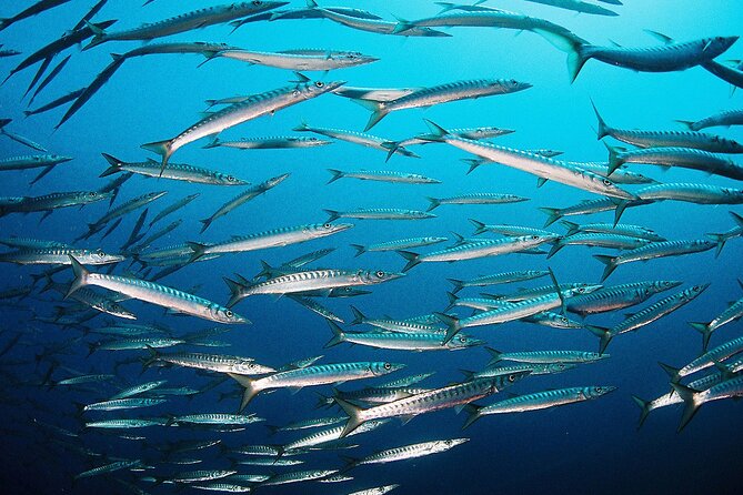 Scuba Diving Baptism and Snorkeling in Ibiza - The location advantage: cliffs off Sant Antoni, away from crowds