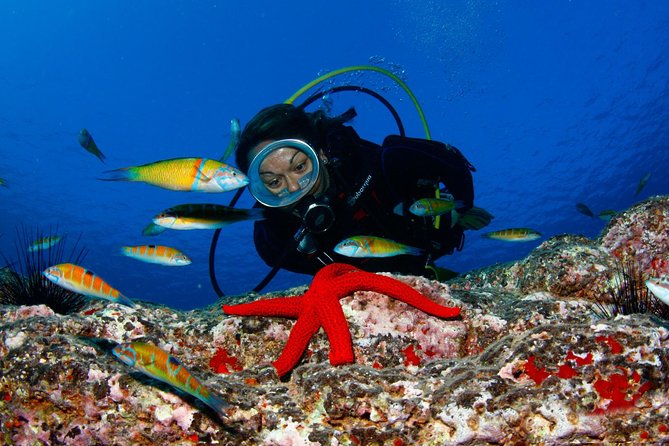 Scuba Diving Baptism in Caleta de Fuste - Deep Blue Meeting Point and What to Plan for