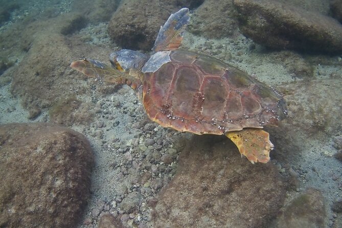 Scuba Diving Baptism in Costa Teguise, Lanzarote - Gear, insurance, and transfers: real value at $90.70