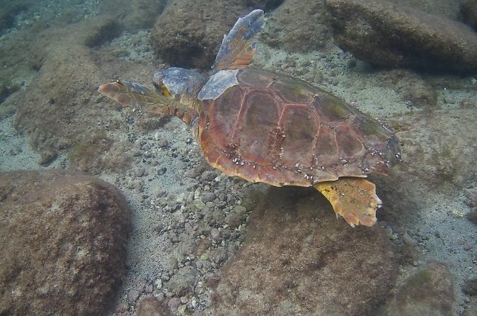 Scuba Diving Baptism in Costa Teguise, Lanzarote - Underwater time at up to 6 meters: what you can realistically expect