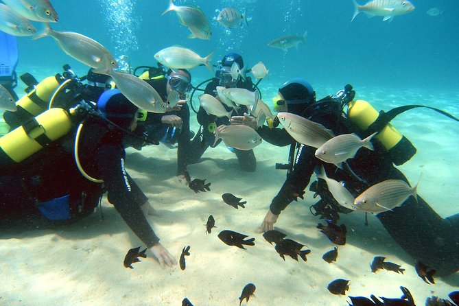 Scuba Diving (Basic Diver - 2 dives) - Key highlights to know before you go