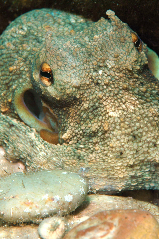 Scuba Diving Beginners/Experts Pefkos Lindos Rhodes Greece - First-Timer Anxiety: How the Crew Helps You Settle In