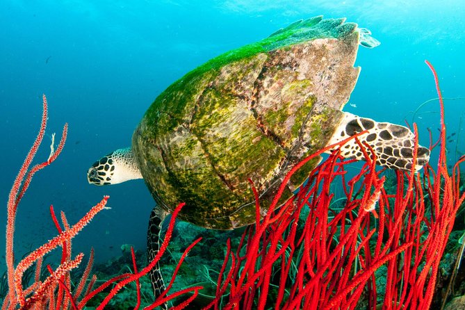 Scuba Diving Day Trip at Koh Chang – 2 Dives - Gear, guides, and the certification rule (with names you’ll recognize)