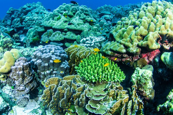 Scuba Diving Daytrip to Racha Yai - Two underwater sessions: what you’ll actually do
