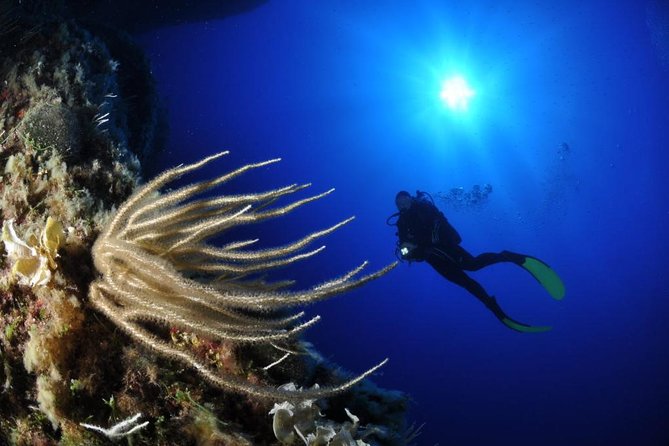 Scuba Diving Experience - Key highlights at a glance