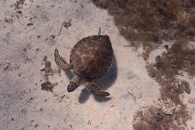 Scuba Diving Experience (10+ Years) AND Free Edited Video - Two Start Times, and Why Morning Wins for Turtles