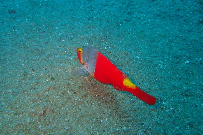 Scuba Diving Experience at Arguineguin and Puerto Rico - Key highlights at a glance