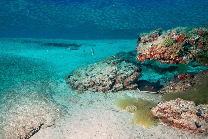 Scuba Diving Experience at Arguineguin and Puerto Rico - Meeting at C. Anfi del Mar: getting started on time