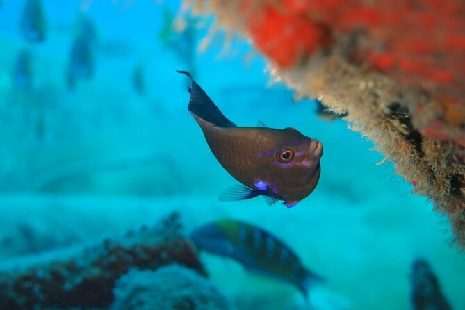 Scuba Diving Experience at Arguineguin and Puerto Rico - Price and value: what $119.21 buys you in real terms