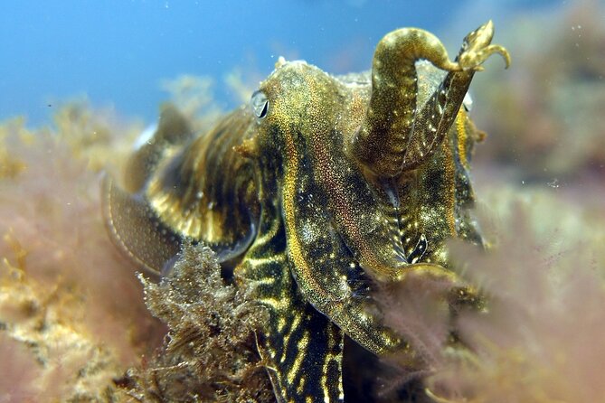 Scuba Diving Experience for Beginners in Gran Canaria - What’s Included: Paying for Confidence, Not Just Equipment