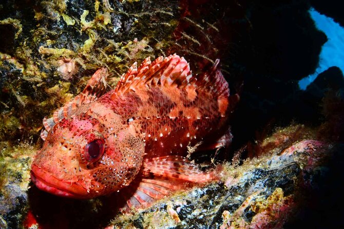 Scuba Diving Experience for Beginners in Ponta de São Lourenço - Key things that make this beginner scuba course work