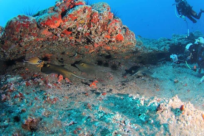 Scuba Diving Experience for Beginners in Ponta de São Lourenço - Meet at Azul Diving Madeira in Caniçal: simple, close, and practical