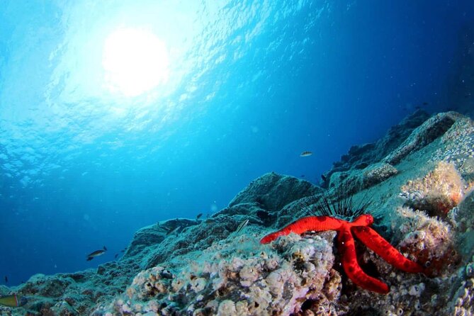 Scuba Diving Experience for Beginners in Ponta de São Lourenço - Instructors and safety: the small-group advantage