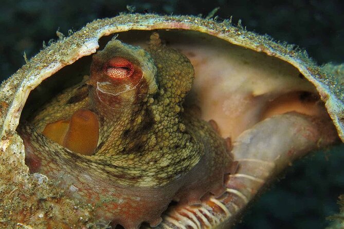 Scuba Diving Experience for Beginners in Ponta de São Lourenço - Price and value: why $102.13 feels fair for a beginner course