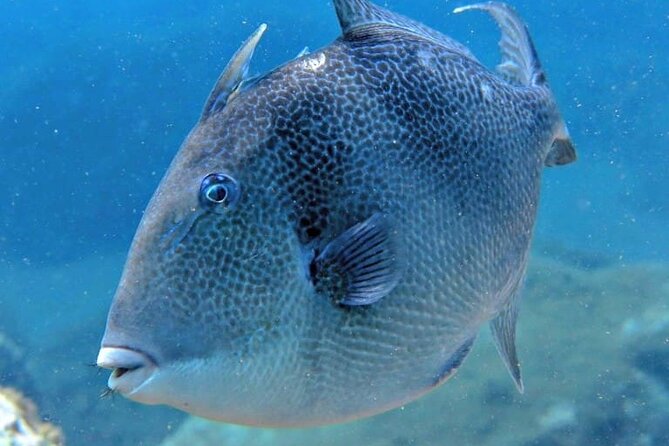 Scuba Diving Experience for Beginners in Ponta de São Lourenço - Should you book Azul Diving Madeira at Ponta de São Lourenço?