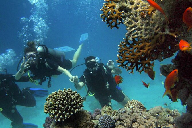 Scuba Diving Experience in Alanya With Lunch and 2 Dives - Price and what $40 actually covers