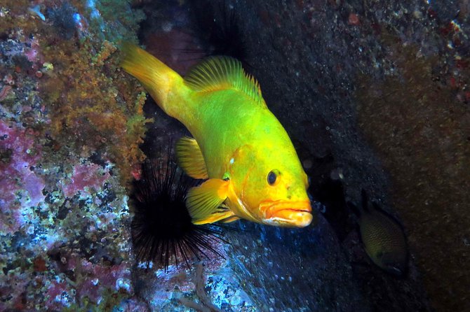 Scuba Diving Experience in Madeira - Key Highlights You’ll Actually Feel