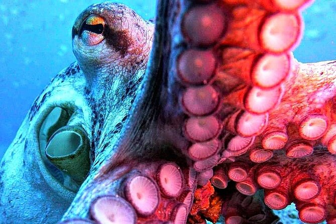 Scuba Diving Experience in Madeira - The Open-Water Sea Session: One Real Experience, Max 12 m
