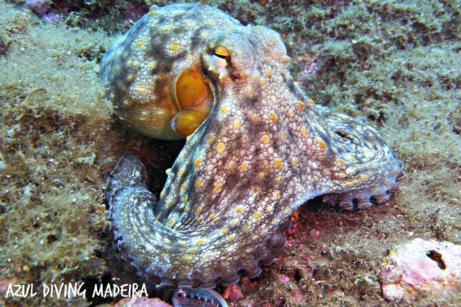 Scuba Diving Experience in Madeira - Equipment, Certification, and What You Get Beyond Memories