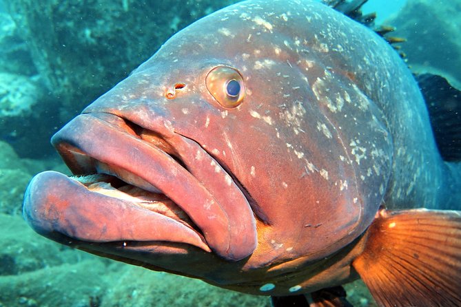Scuba Diving Experience in Madeira - Price and Value in Funchal: Good Deal, Watch One Extra Fee