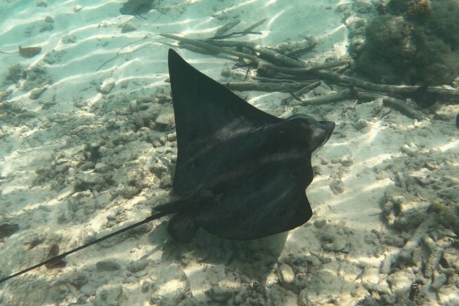 Scuba Diving Experience in Santorini - Who Should Book This (and Who Should Think Twice)