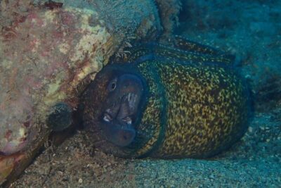 Scuba Diving Experience in Taormina - Price and Logistics: What You’re Really Paying For