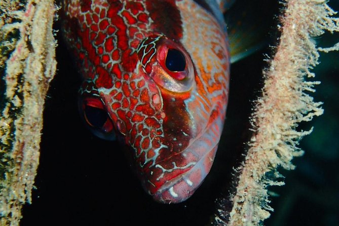Scuba Diving Experience in Taormina - Isola Bella: Setting Expectations for Your First Named Stop