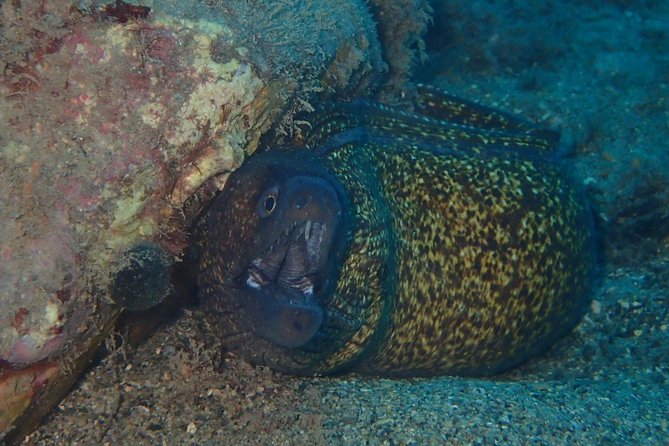 Scuba Diving Experience in Taormina - Price and Logistics: What You’re Really Paying For