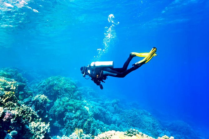 Scuba Diving Experience with Lunch & Transfer from Hurghada - Second water stop with a choice: swim or snorkel