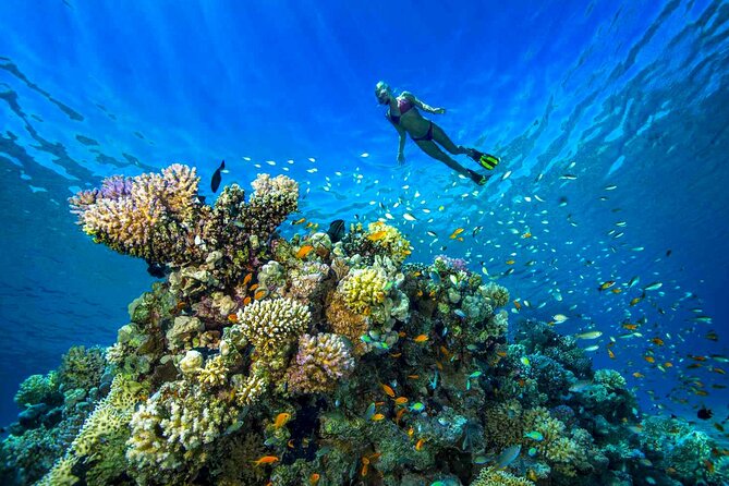 Scuba Diving Experience with Lunch & Transfer from Hurghada - Price and value: why $25 can be a smart buy
