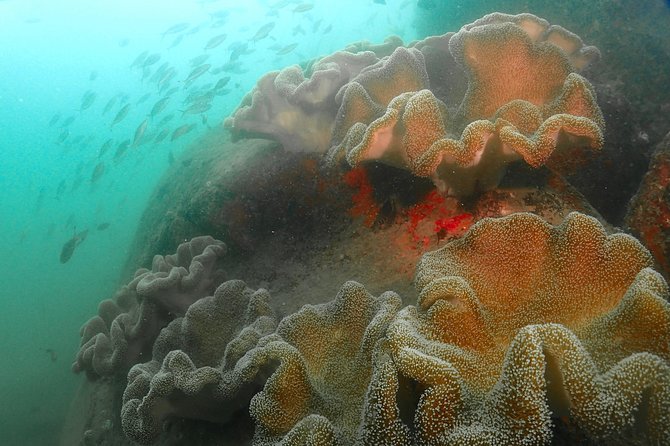 Scuba Diving For Beginners - Should You Book This Beginner SCUBA Session?