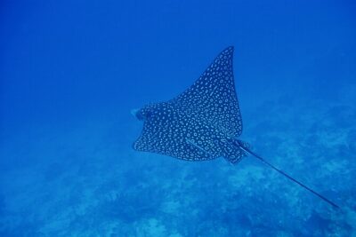 Scuba Diving for Beginners in Acapulco - The learning moment: what happens before you go under