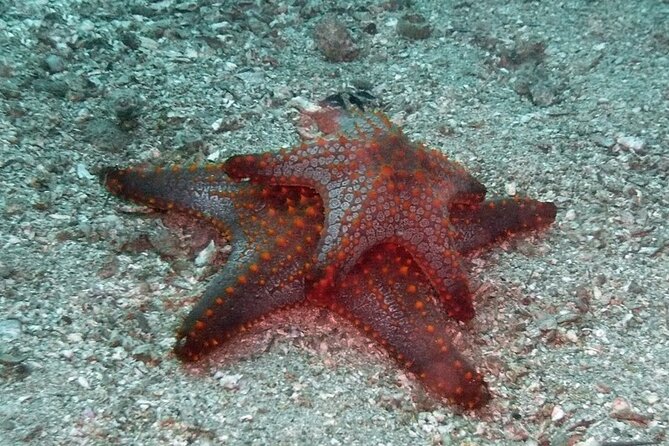 Scuba Diving for Beginners in Acapulco - Health checks and who should think twice