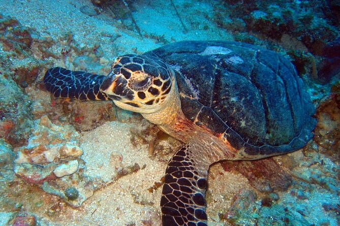 Scuba Diving for Beginners in Acapulco - Options that can help you get more out of it