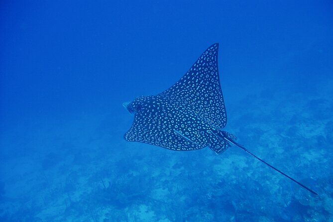 Scuba Diving for Beginners in Acapulco - The learning moment: what happens before you go under