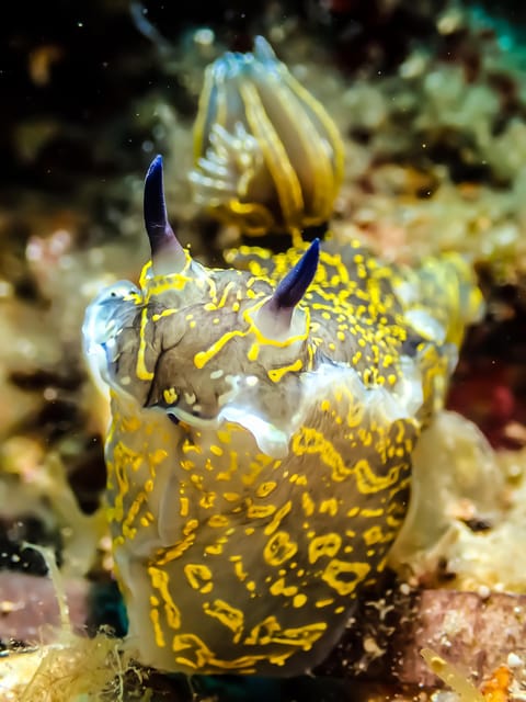 Scuba diving for beginners in crystal clear sea of Halkidiki - Who this beginner scuba session is for (and who should skip it)