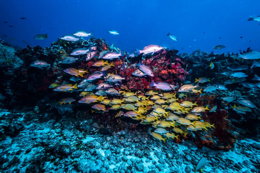 Scuba diving for beginners in crystal clear sea of Halkidiki - Halkidiki’s crystal-clear water and why Porto Valitsa Bay fits beginners