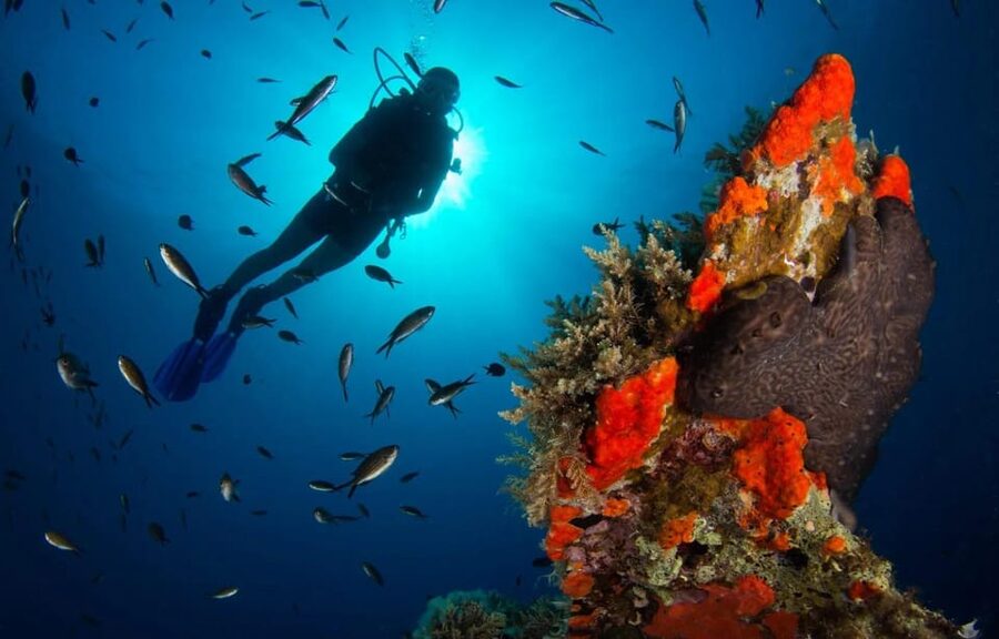 Scuba diving for beginners in crystal clear sea of Halkidiki - Theory lesson and shallow-water practice: learn the gear before you chase sea life