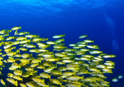 Scuba diving for beginners in crystal clear sea of Halkidiki - What happens in the 20-minute safety briefing (and why it’s worth your attention)