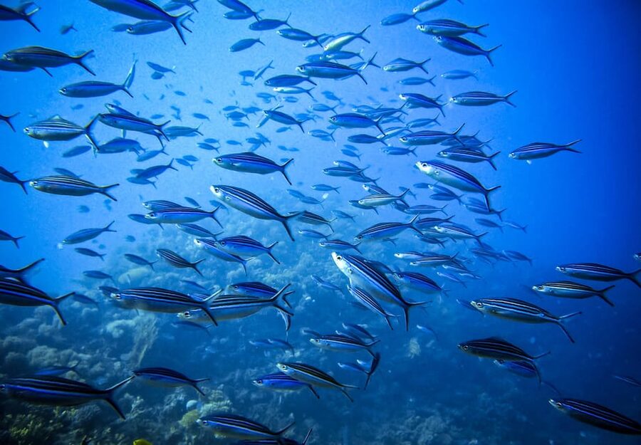 Scuba diving for beginners in crystal clear sea of Halkidiki - Gear, language support, and what to bring so you’re not scrambling