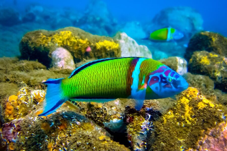 Scuba diving for beginners in crystal clear sea of Halkidiki - Price and value: what $106 gets you for a first-timer session