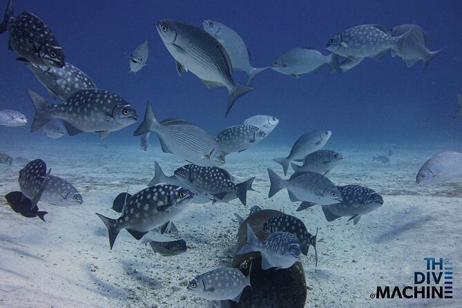 Scuba Diving for Beginners – Tulum Dive Machine - The Break in Between: Tanks Switched, Food and Water Added