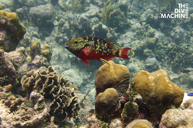 Scuba Diving for Beginners – Tulum Dive Machine - Price and Value: What $198 Really Buys (Plus the Tax)